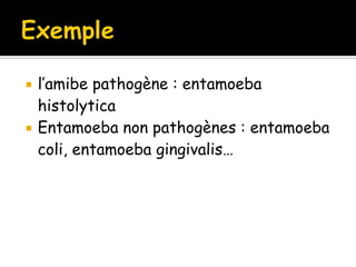  l’amibe pathogène : entamoeba
histolytica
 Entamoeba non pathogènes : entamoeba
coli, entamoeba gingivalis…
 