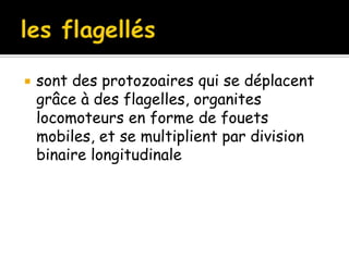  sont des protozoaires qui se déplacent
grâce à des flagelles, organites
locomoteurs en forme de fouets
mobiles, et se multiplient par division
binaire longitudinale
 
