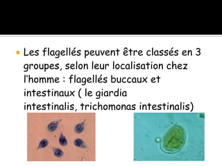  Les flagellés peuvent être classés en 3
groupes, selon leur localisation chez
l’homme : flagellés buccaux et
intestinaux ( le giardia
intestinalis, trichomonas intestinalis)
 