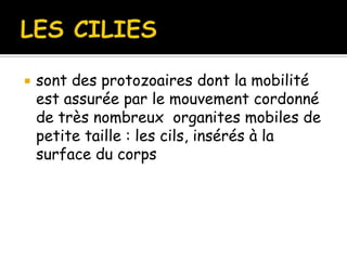  sont des protozoaires dont la mobilité
est assurée par le mouvement cordonné
de très nombreux organites mobiles de
petite taille : les cils, insérés à la
surface du corps
 