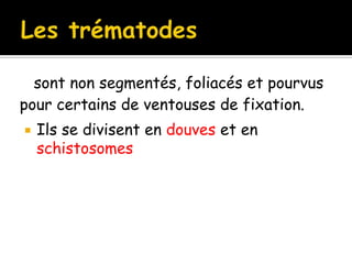 sont non segmentés, foliacés et pourvus
pour certains de ventouses de fixation.
 Ils se divisent en douves et en
schistosomes
 