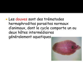  Les douves sont des trématodes
hermaphrodites parasites normaux
d’animaux, dont le cycle comporte un ou
deux hôtes intermédiaires
généralement aquatiques
 