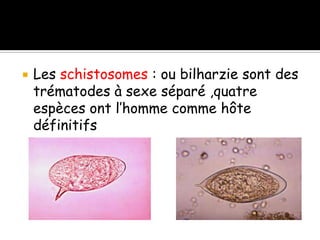  Les schistosomes : ou bilharzie sont des
trématodes à sexe séparé ,quatre
espèces ont l’homme comme hôte
définitifs
 