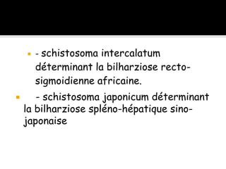  - schistosoma intercalatum
déterminant la bilharziose recto-
sigmoidienne africaine.
 - schistosoma japonicum déterminant
la bilharziose spléno-hépatique sino-
japonaise
 