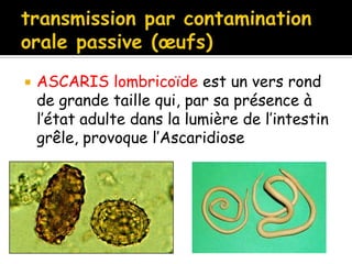  ASCARIS lombricoïde est un vers rond
de grande taille qui, par sa présence à
l’état adulte dans la lumière de l’intestin
grêle, provoque l’Ascaridiose
 
