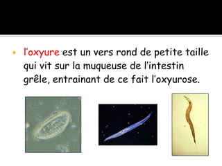  l’oxyure est un vers rond de petite taille
qui vit sur la muqueuse de l’intestin
grêle, entrainant de ce fait l’oxyurose.
 