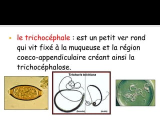  le trichocéphale : est un petit ver rond
qui vit fixé à la muqueuse et la région
coeco-appendiculaire créant ainsi la
trichocéphalose.
 