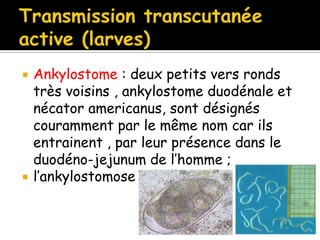  Ankylostome : deux petits vers ronds
très voisins , ankylostome duodénale et
nécator americanus, sont désignés
couramment par le même nom car ils
entrainent , par leur présence dans le
duodéno-jejunum de l’homme ;
 l’ankylostomose
 