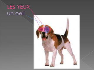 Les parties des animaux PPT