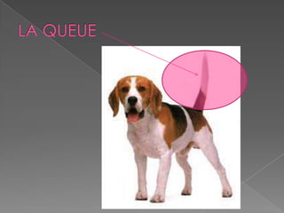 Les parties des animaux