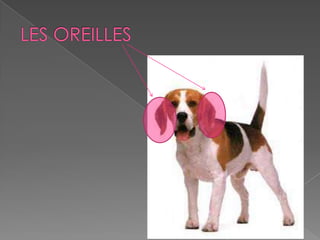 Les parties des animaux