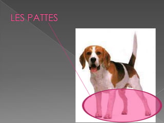 Les parties des animaux