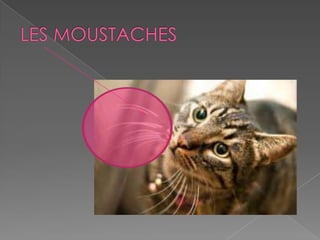 Les parties des animaux