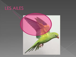 Les parties des animaux