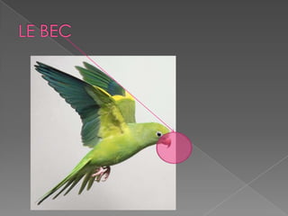 Les parties des animaux