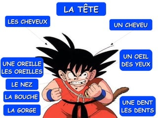 LA TÊTELA TÊTE
LES CHEVEUXLES CHEVEUX
UNE OREILLEUNE OREILLE
LES OREILLESLES OREILLES
UN OEILUN OEIL
DES YEUXDES YEUX
LE NEZLE NEZ
LA BOUCHELA BOUCHE
UNE DENTUNE DENT
LES DENTSLES DENTSLA GORGELA GORGE
UN CHEVEUUN CHEVEU
 