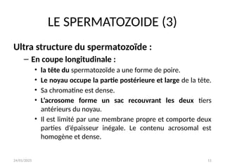 24/01/2025 11
LE SPERMATOZOIDE (3)
Ultra structure du spermatozoïde :
– En coupe longitudinale :
• la tête du spermatozoïde a une forme de poire.
• Le noyau occupe la partie postérieure et large de la tête.
• Sa chromatine est dense.
• L’acrosome forme un sac recouvrant les deux tiers
antérieurs du noyau.
• Il est limité par une membrane propre et comporte deux
parties d’épaisseur inégale. Le contenu acrosomal est
homogène et dense.
 