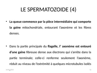 24/01/2025 12
LE SPERMATOZOIDE (4)
• La queue commence par la pièce intermédiaire qui comporte
la gaine mitochondriale, entourant l’axonème et les fibres
denses.
• Dans la partie principale du flagelle, l’ axonème est entouré
d’une gaine fibreuse dense aux électrons qui s’arrête dans la
partie terminale; celle-ci renferme seulement l’axonème,
réduit au niveau de l’extrémité à quelques microtubules isolés
.
 