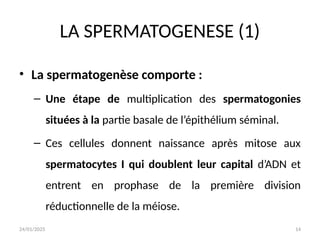 24/01/2025 14
LA SPERMATOGENESE (1)
• La spermatogenèse comporte :
– Une étape de multiplication des spermatogonies
situées à la partie basale de l’épithélium séminal.
– Ces cellules donnent naissance après mitose aux
spermatocytes I qui doublent leur capital d’ADN et
entrent en prophase de la première division
réductionnelle de la méiose.
 