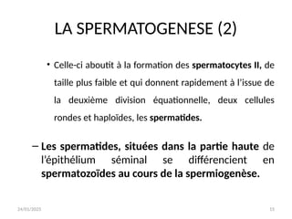 24/01/2025 15
LA SPERMATOGENESE (2)
• Celle-ci aboutit à la formation des spermatocytes II, de
taille plus faible et qui donnent rapidement à l’issue de
la deuxième division équationnelle, deux cellules
rondes et haploïdes, les spermatides.
– Les spermatides, situées dans la partie haute de
l’épithélium séminal se différencient en
spermatozoïdes au cours de la spermiogenèse.
 