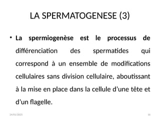 24/01/2025 16
LA SPERMATOGENESE (3)
• La spermiogenèse est le processus de
différenciation des spermatides qui
correspond à un ensemble de modifications
cellulaires sans division cellulaire, aboutissant
à la mise en place dans la cellule d’une tête et
d’un flagelle.
 