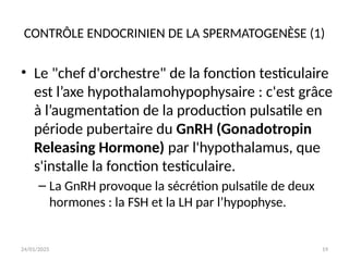 24/01/2025 19
CONTRÔLE ENDOCRINIEN DE LA SPERMATOGENÈSE (1)
• Le "chef d'orchestre" de la fonction testiculaire
est l’axe hypothalamohypophysaire : c'est grâce
à l’augmentation de la production pulsatile en
période pubertaire du GnRH (Gonadotropin
Releasing Hormone) par l'hypothalamus, que
s'installe la fonction testiculaire.
– La GnRH provoque la sécrétion pulsatile de deux
hormones : la FSH et la LH par l’hypophyse.
 