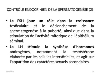 24/01/2025 20
CONTRÔLE ENDOCRINIEN DE LA SPERMATOGENÈSE (2)
• La FSH joue un rôle dans la croissance
testiculaire et le déclenchement de la
spermatogenèse à la puberté, ainsi que dans la
stimulation de l'activité mitotique de l'épithélium
séminal.
• La LH stimule la synthèse d'hormones
androgènes, notamment la testostérone
élaborée par les cellules interstitielles, et agit sur
l'apparition des caractères sexuels secondaires.
 