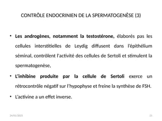 24/01/2025 21
CONTRÔLE ENDOCRINIEN DE LA SPERMATOGENÈSE (3)
• Les androgènes, notamment la testostérone, élaborés pas les
cellules interstitielles de Leydig diffusent dans l’épithélium
séminal, contrôlent l'activité des cellules de Sertoli et stimulent la
spermatogenèse,
• L’inhibine produite par la cellule de Sertoli exerce un
rétrocontrôle négatif sur l’hypophyse et freine la synthèse de FSH.
• L’activine a un effet inverse.
 