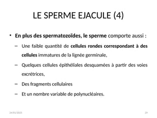 24/01/2025 29
LE SPERME EJACULE (4)
• En plus des spermatozoïdes, le sperme comporte aussi :
– Une faible quantité de cellules rondes correspondant à des
cellules immatures de la lignée germinale,
– Quelques cellules épithéliales desquamées à partir des voies
excrétrices,
– Des fragments cellulaires
– Et un nombre variable de polynucléaires.
 
