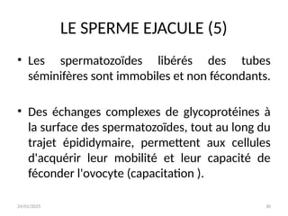 24/01/2025 30
LE SPERME EJACULE (5)
• Les spermatozoïdes libérés des tubes
séminifères sont immobiles et non fécondants.
• Des échanges complexes de glycoprotéines à
la surface des spermatozoïdes, tout au long du
trajet épididymaire, permettent aux cellules
d'acquérir leur mobilité et leur capacité de
féconder l'ovocyte (capacitation ).
 