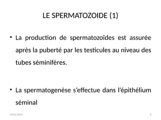 24/01/2025 8
LE SPERMATOZOIDE (1)
• La production de spermatozoïdes est assurée
après la puberté par les testicules au niveau des
tubes séminifères.
• La spermatogenèse s’effectue dans l’épithélium
séminal
 