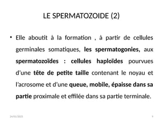 24/01/2025 9
LE SPERMATOZOIDE (2)
• Elle aboutit à la formation , à partir de cellules
germinales somatiques, les spermatogonies, aux
spermatozoïdes : cellules haploïdes pourvues
d’une tête de petite taille contenant le noyau et
l’acrosome et d’une queue, mobile, épaisse dans sa
partie proximale et effilée dans sa partie terminale.
 