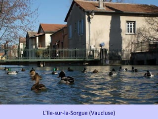 L'Ile-sur-la-Sorgue (Vaucluse)
 