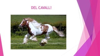 DEL CAVALL!
 