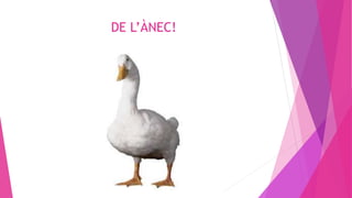 DE L’ÀNEC!
 