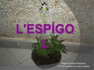 Miguel Casignia Espinoza
PTT-PFI auxiliar de vivers i jardins
 