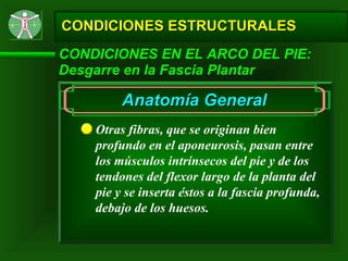 CONDICIONES ESTRUCTURALES CONDICIONES EN EL ARCO DEL PIE: Desgarre en la Fascia Plantar Otras fibras, que se originan bien profundo en el aponeurosis, pasan entre los músculos intrínsecos del pie y de los tendones del flexor largo de la planta del pie y se inserta éstos a la fascia profunda, debajo de los huesos. Anatomía General 