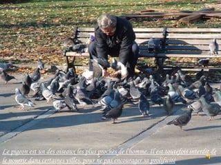 Le pigeon est un des oiseaux les plus proches de l'homme. Il est toutefois interdit de
le nourrir dans certaines villes, pour ne pas encourager sa prolificité
 