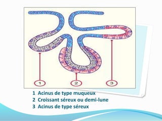 1
2
3
1 Acinus de type muqueux
2 Croissant séreux ou demi-lune
3 Acinus de type séreux
 
