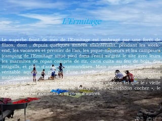 L’Ermitage
Le superbe front de mer de l’Ermitage est ombragé par une forêt de
filaos, dont , depuis quelques années maintenant, pendant les week-
end, les vacances et premier de l’an, les pique-niqueurs et les campeurs
(camping de l’Ermitage situé pied dans l’eau) siègent le site avec leurs
les marmites de repas compris de riz, caris cuits au feu de bois, des
rougails, et plein d'autres gourmandises. Mais aussi l’Ermitage est un
véritable aquarium peuplé d’une kyrielle de poissons et de coraux
multicolores. Il suffit d’un masque de plongé pour s’éblouir de la
richesse de ces paysages aquatiques avec des espèces tel que le « vielle
étoilé », le « poisson papillon de Merey », le « Chaetodon cocher », le
« poisson cocher commun », et plein d’autres.
 