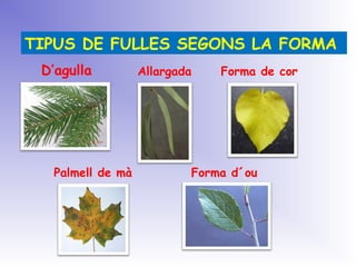 TIPUS DE FULLES SEGONS LA FORMA
D’agulla Allargada Forma de cor
Palmell de mà Forma d´ou
 