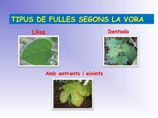 TIPUS DE FULLES SEGONS LA VORA
Llisa
Amb entrants i eixints
Dentada
 
