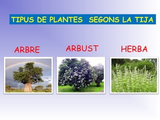 TIPUS DE PLANTES SEGONS LA TIJA
ARBRE ARBUST HERBA
 