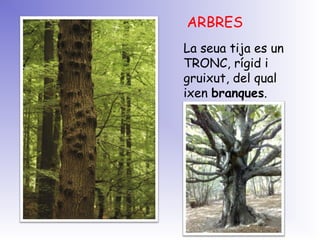 La seua tija es un
TRONC, rígid i
gruixut, del qual
ixen branques.
ARBRES
 