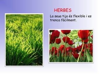 HERBES
La seua tija és flexible i es
trenca fàcilment.
 