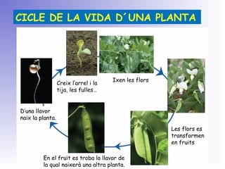 CICLE DE LA VIDA D´UNA PLANTA
Comença a
germinar
Creix l’arrel i la
tija, les fulles…
Ixen les flors
Les flors es
transformen
en fruits
En el fruit es troba la llavor de
la qual naixerà una altra planta.
D’una llavor
naix la planta.
 