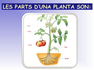 LES PARTS D’UNA PLANTA SON:LES PARTS D’UNA PLANTA SON:
 