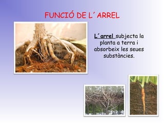 FUNCIÓ DE L´ARREL
L´arrel subjecta la
planta a terra i
absorbeix les seues
substàncies.
 