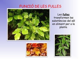 FUNCIÓ DE LES FULLES
Les fulles
transformen les
substàncies del sòl
en aliment per a la
planta.
 