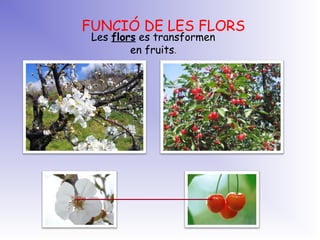 FUNCIÓ DE LES FLORS
Les flors es transformen
en fruits.
 